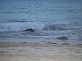 DSCF6081